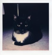 polaroid_SX70_1003.jpg