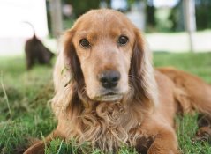 dog.jpg