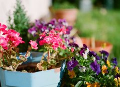 flowers.jpg