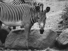 zebra sigma 400 5.6 Minolta A9000.jpg
