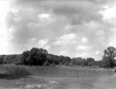 Weed field .jpg