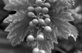 Grapes.jpg
