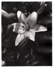 first lily.jpg