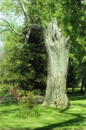 Trunk.jpg