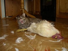 Pagan Chicken.jpg