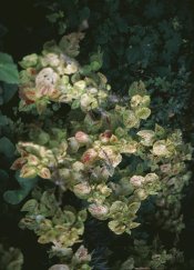 081006-004b.jpg