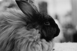 Bunny-APX400.jpg