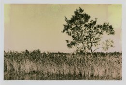 12 06 17 ilford pearl 8x10 titanium toner and red341 compressed.jpg