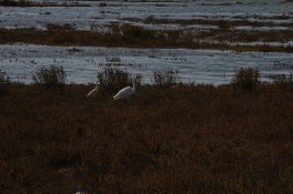 egrets 2a.jpg