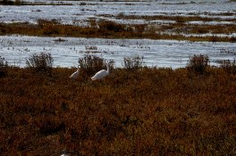 egrets2.jpg