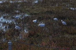 Egrets 3.jpg