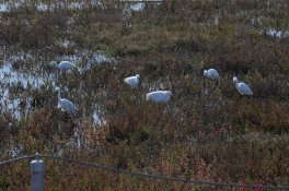 Egrets 3a.jpg