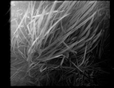 eka_pinhole_112.jpg