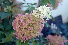 2019-07-T05-S.jpg 2019-07-T05-S.jpg