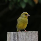 finch.JPG