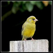 finch2.JPG