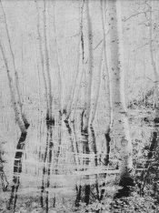 ASPENS ROCK CREEK-FINISHED-LENSWORK1.jpg