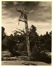 ilford warmtone fb mod2.jpg