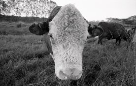 24 05 19 fp4 80 iso288 (2).jpg