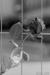 IMG045.jpg