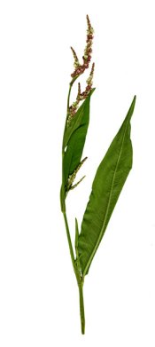 saturdayleaf988w1.jpg