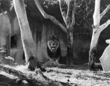 Lion Petri 300 5.6.jpg