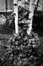 Orphanage Trees.jpg