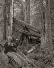3Boys_3Snags_Prairie Creek.jpg