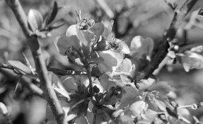95_310 bees-008.jpg