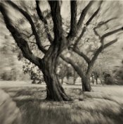 24 01 20 ilford brom selenium and sepiarollie 100 in pyrohp5 in d76665 b (2).jpg