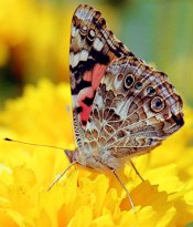 butterfly copy 2.jpg