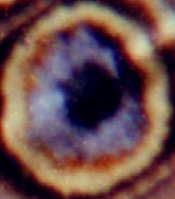 crop 1.jpg