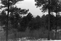 arista 100 @ 100 landscape.jpg