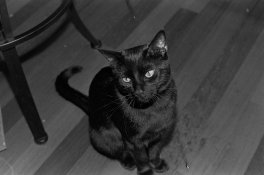 bonus cat.jpg