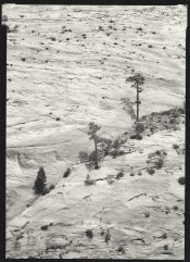3Tree_Rock_Zion2.jpg
