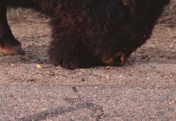 DSC_3781_crop.jpg