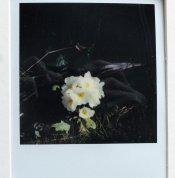 sx70-2.jpg