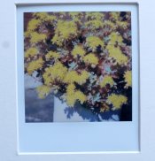 sx70-1.jpg