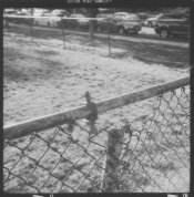fence1.jpg fence1.jpg
