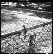 fence2.jpg fence2.jpg