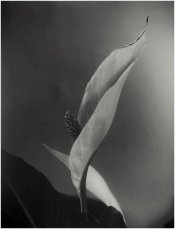 22.02.19 ilfordspeed 4x5 hp5 in pyro blue filter.b (2).jpg