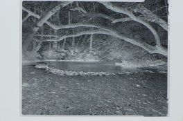 WMA Negative.JPG