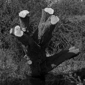 1465_13_dee_tree_stump_cr_700px.jpg