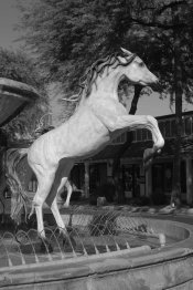 Horse, Pentax mono mode.jpg