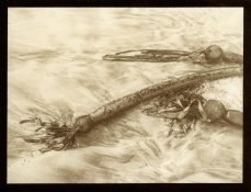 Bullkelp POP print.jpg