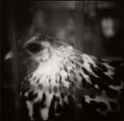 hen600.jpg