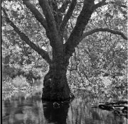 tree (1 of 1).jpg