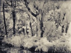 IR_trees.jpg