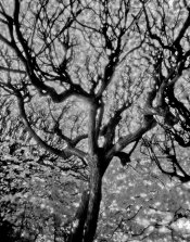 4x5_tree.jpg