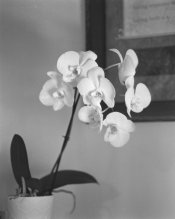 Orchids002.jpg
